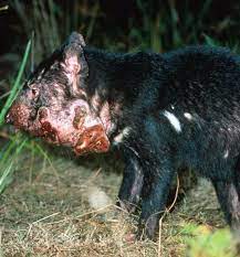 El demonio de tasmania es muy conocido como el personaje famoso de dibujos animados taz, de looney tunes. Australia Eleva Al Demonio De Tasmania A Especie En Peligro De Extincion Por Los Tumores Faciales Que Sufre