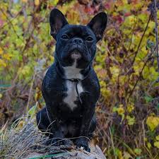However, they're still considered for one of the most popular dogs in the world. French Bulldog Pdsa