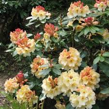 Rhododendron Horizon Monarch Buy Rhododendron Horizon Monarch Floral Wreath Rhododendron Plants