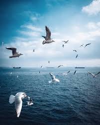 Gunaydin Iyi Haftalar Good Morning Have A Nice Week Istanbul Sefayamak 2016 Birds In Flight Beautiful Birds Birds Flying