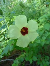Image result for Hibiscus physaloides