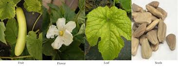 Image result for Lagenaria rufa