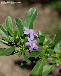 Image result for Freylinia