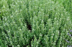 Image result for Satureja