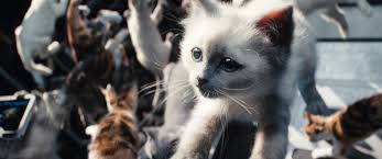 How The Marvels Put Together That Chaotic Cat Scene