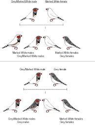 Finch Very Small Birds Of South Africa How To Care For And Breed Zebra Finches Zebra Finch Finch Zebra