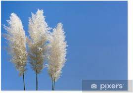 Throughout the fall season, it forms clouds of vibrant pink flower panicles that resemble cotton candy. Plumes Of Pampas Grass Poster Pixers We Live To Change