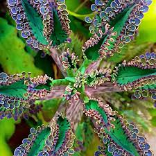 Chandelier Plant Seeds Mother Of Thousands Plant Kalanchoe Delagoensis 100pcs Pack Mother Of Thousands Plant Plants Unusual Plants