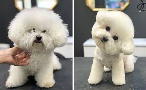 Maybe you would like to learn more about one of these? Pin By Burberry London On Fav Dogs Dog Haircuts Teddy Bear Dog Miniature Poodle Puppy