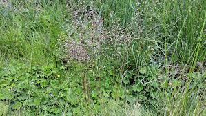 Image result for Avenella