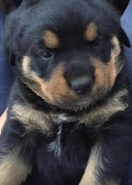 Rottweiler puppies that we have available. Rottweiler Puppies For Sale California