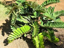 The families of cycads and the zamiaceae of australia. Zamia Cardboard Palm Chigua Cycad Cycads Cycads And Zamias Fern Palm Koo Karapana And Tanimuka Maw Ti Ree Na Kubuyan Sago Palm North Carolina Extension Gardener Plant Toolbox
