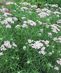 Achillea Sibirica Japanese Lace Plants Deer Resistant Plants Butterfly Garden Plants