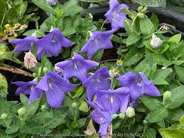 Image result for Platysepalum