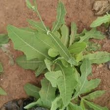 Image result for Launaea violacea
