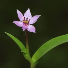 Image result for Iphigenia pauciflora