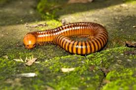 Black And Yellow Striped Millipede Desert Millipedes Are One The Few Giant Millipedes That Come From The Desert Instead Of The Tropics These Docile Millipede Beautiful Bugs Arthropods