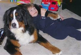Bernese Mountain Dog Breed Information And Pictures