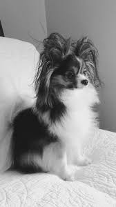 Black And White Papillon Dog Papillon Bad Hair Day Papillon Dog Papillion Puppies Beautiful Dogs