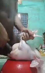 S*x Tape: Man Recorded Having S*x With Chicken (video) 