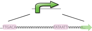 promoters parts igem org promoters parts igem org