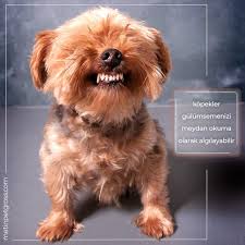 Kopekler Dislerinizi Gordugu Icin Gulumsemenizi Meydan Okuma Olarak Algilayabilirler Dog Kopek Animallover Animal Instagood Hayvans Kopek Hayvan Doga