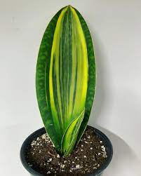 We did not find results for: Variegated Sansevieria Whale Fin Tropikal Leaf Wonders Facebook