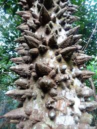 Image result for Warburgia