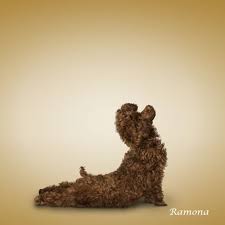 I Don T Think My Poodles Could Have Done That Pose Haha Dog Yoga Upward Facing Dog Yoga Funny