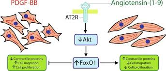 Although smooth muscle is located in many different parts of your body, this session focuses on the smooth muscle that is located in the intestine. Angiotensin 1 9 Prevents Vascular Remodeling By Decreasing Vascular Smooth Muscle Cell Dedifferentiation Through A Foxo1 Dependent Mechanism Sciencedirect