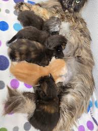 Action Farms Maine Coons added...
