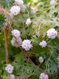 Image result for Cuscuta planiflora