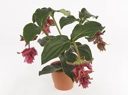 Image result for Fernandoa magnifica