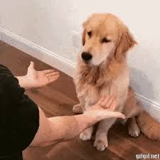 Funny Animals Dogs Gif Funnyanimals Dogs Wronghand Gifs Funny Animals Cute Animals Cute Dogs