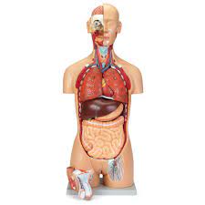 The muscles of this region both allow for Altay Deluxe Human Male And Female Torso Model Carolina Com