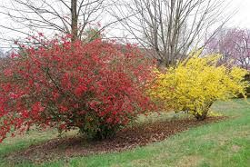 Flowering Quince Left And Forsythia Right Flowering Quince Landscaping Shrubs Shrubs