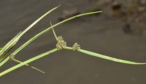 Image result for Cyperus difformis