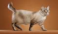 American Bobtail - Wikipedia