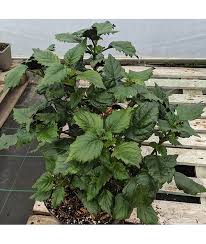 We did not find results for: Plectranthus Velvet Elvis 1lt
