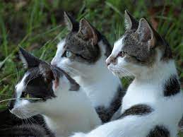 While wildcats (and other wildlife) are being forced to venture closer to urban areas, it's still fairly rare to come into contact with any of these hi sheila, this was a fascinating look at the wildcats of north america. A Clowder Of Cats 30 Fancy Names For Animal Groups