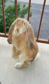 Billie My English Lop Posing Like A Pro Cute Animals Beautiful Rabbit Weird Animals