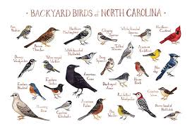Backyard Birds Of North America Poster North Carolina Backyard Birds Field Guide Art Print Etsy Backyard Birds Birds Of Georgia Bird Poster