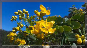 We did not find results for: Australian Yellow Bush Flowers Photograph By Alexey Dubrovin