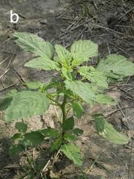 ✓ free for commercial use ✓ high quality images. Redroot Pigweed Amaranthus Retroflexus Smooth Pigweed A Hybridus And Powell Amaranth A Powellii Eorganic