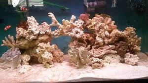 Hold a coral gemstone in your hands for a while and feel it. Creating Your Own Live Rock For Saltwater Tanks