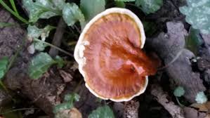 Image result for Ganoderma curtisii