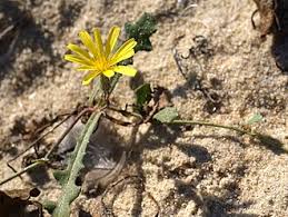 Image result for Launaea rogersii