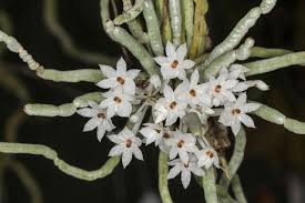 Image result for Microcoelia stolzii