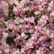 Image result for Nemesia fruticans