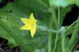 We did not find results for: How To Handle Poor Cucumber Pollination Triblive Com